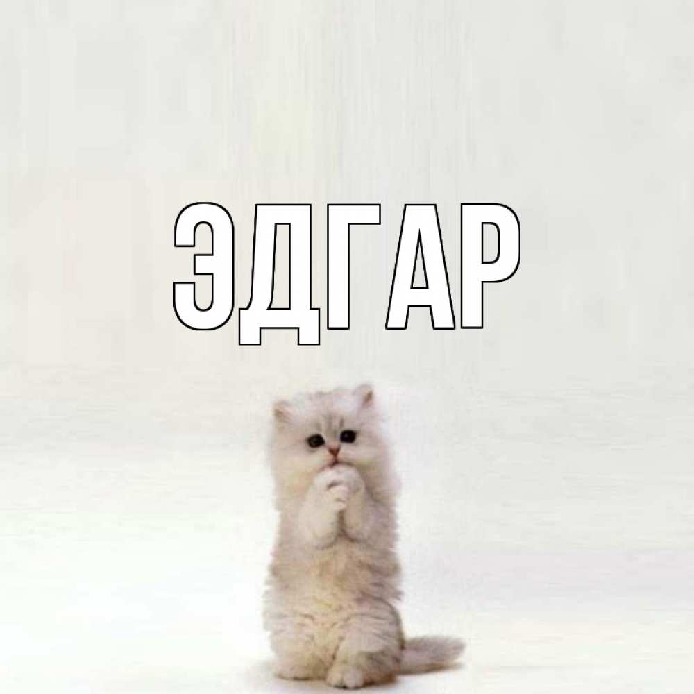Открытка на каждый день с именем, Эдгар Главная кот стоит на задних лапах Прикольная открытка с пожеланием онлайн скачать бесплатно 