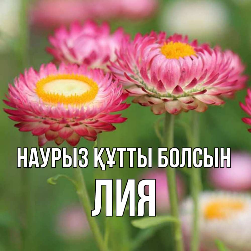 Открытка на каждый день с именем, Лия Наурыз құтты болсын подарок на международный женский день Прикольная открытка с пожеланием онлайн скачать бесплатно 