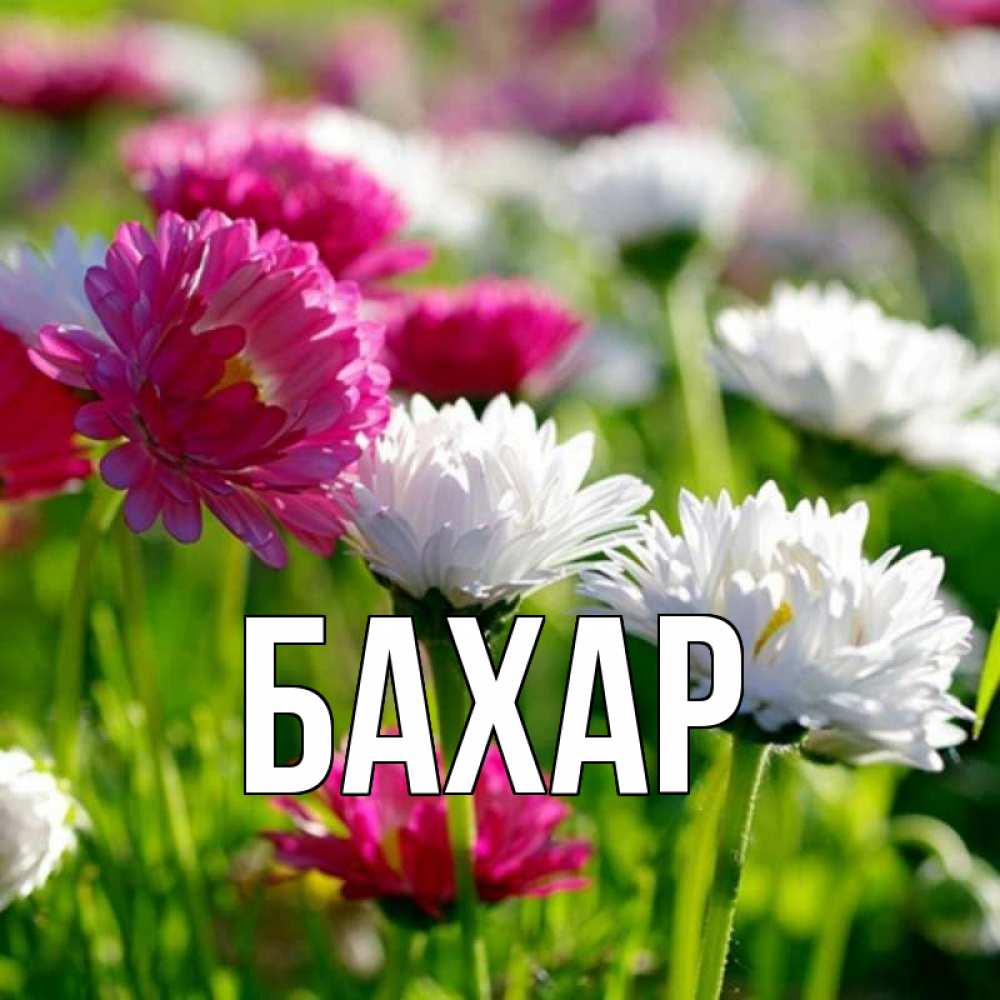 Открытка на каждый день с именем, Бахар Главная праздник весны наурыз красота Прикольная открытка с пожеланием онлайн скачать бесплатно 