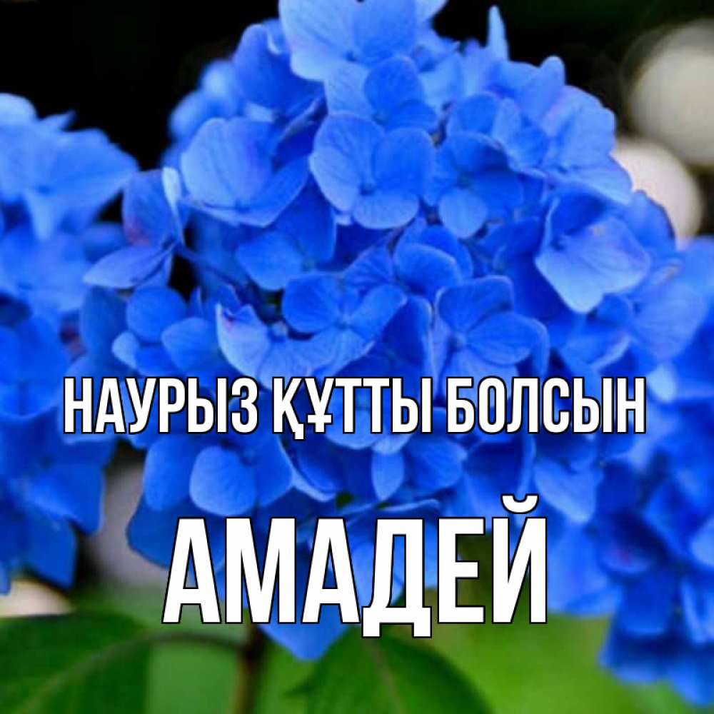 Открытка на каждый день с именем, Амадей Наурыз құтты болсын синие цветы Прикольная открытка с пожеланием онлайн скачать бесплатно 