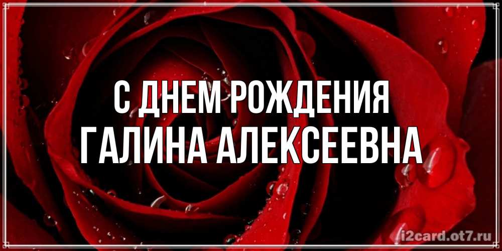 Открытка на каждый день с именем, Галина-Алексеевна С днем рождения крупная бордовая роза Прикольная открытка с пожеланием онлайн скачать бесплатно 