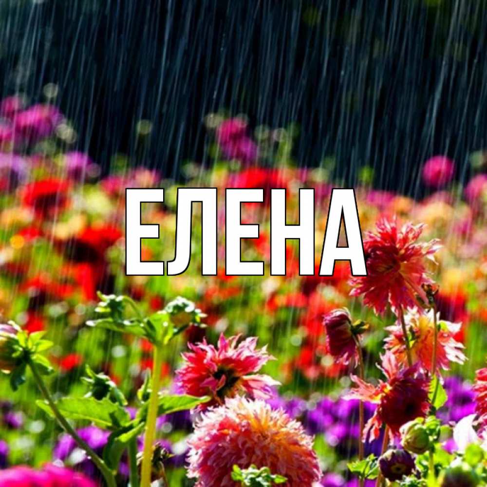 Открытка на каждый день с именем, Елена Главная цветы под дождиком к международному женскому дню Прикольная открытка с пожеланием онлайн скачать бесплатно 