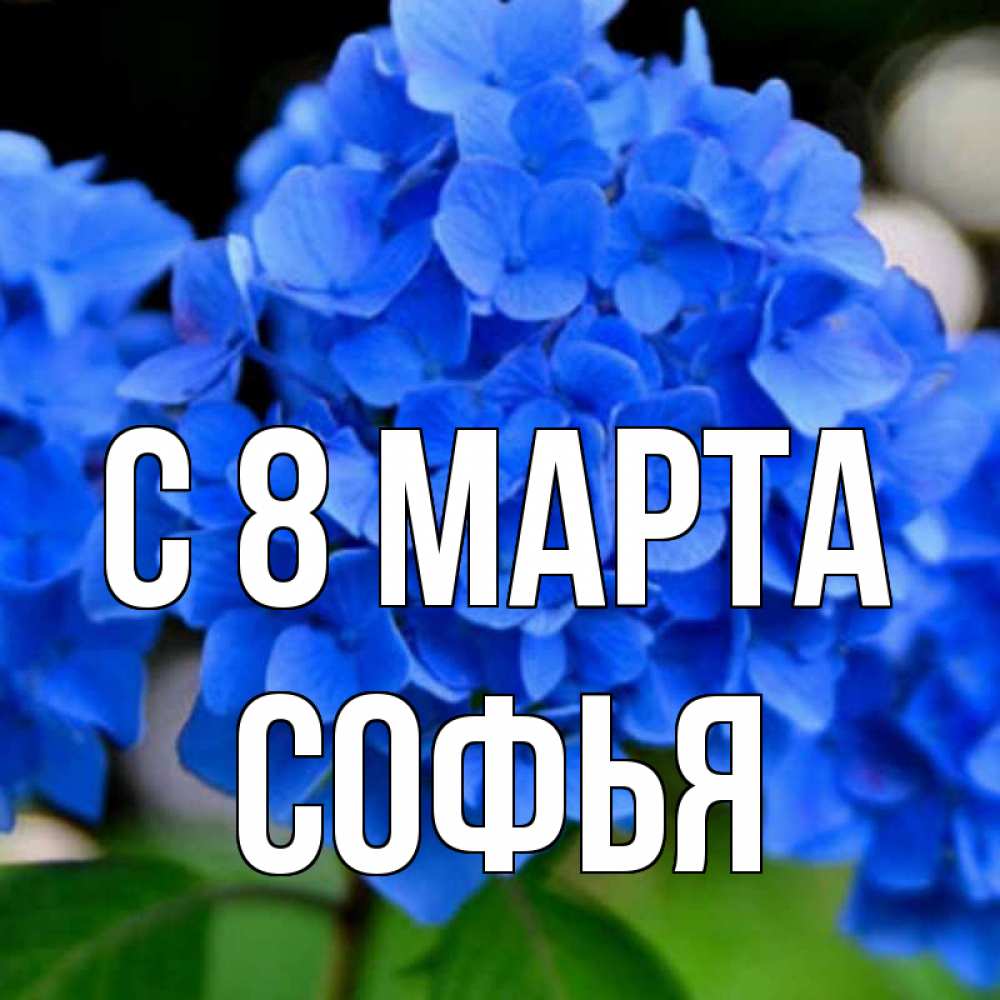 Открытка на каждый день с именем, Софья С 8 МАРТА синие цветы Прикольная открытка с пожеланием онлайн скачать бесплатно 