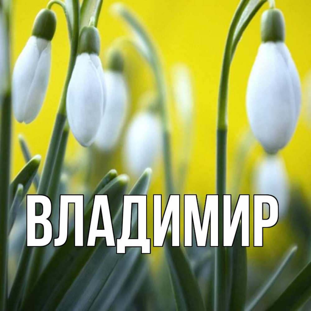 Открытка на каждый день с именем, Владимир Главная весенние цветы Прикольная открытка с пожеланием онлайн скачать бесплатно 