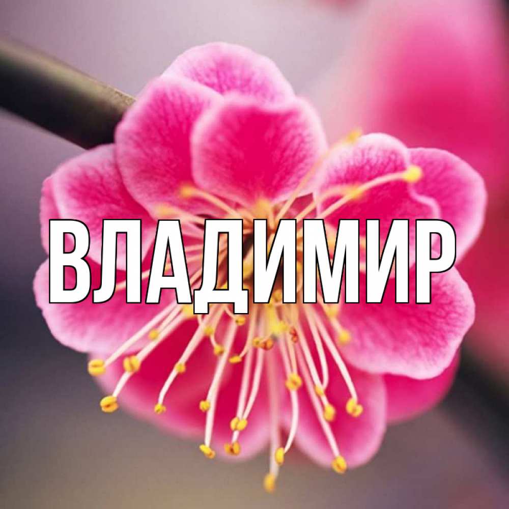 Открытка на каждый день с именем, Владимир Главная цветы Прикольная открытка с пожеланием онлайн скачать бесплатно 