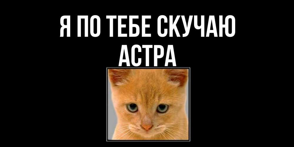 Открытка на каждый день с именем, Астра Я по тебе скучаю открытки рыжий котенок скучает по тебе Прикольная открытка с пожеланием онлайн скачать бесплатно 