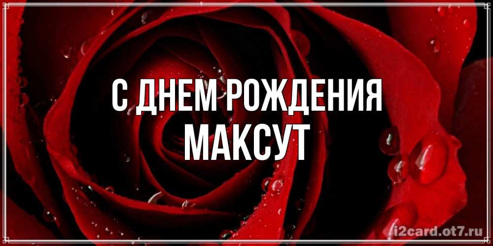 Открытка на каждый день с именем, Максут С днем рождения крупная бордовая роза Прикольная открытка с пожеланием онлайн скачать бесплатно 