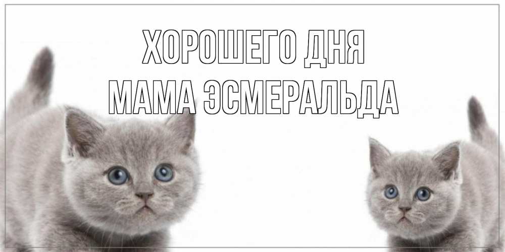 Открытка на каждый день с именем, Мама-Эсмеральда Хорошего дня открытка с котами Прикольная открытка с пожеланием онлайн скачать бесплатно 
