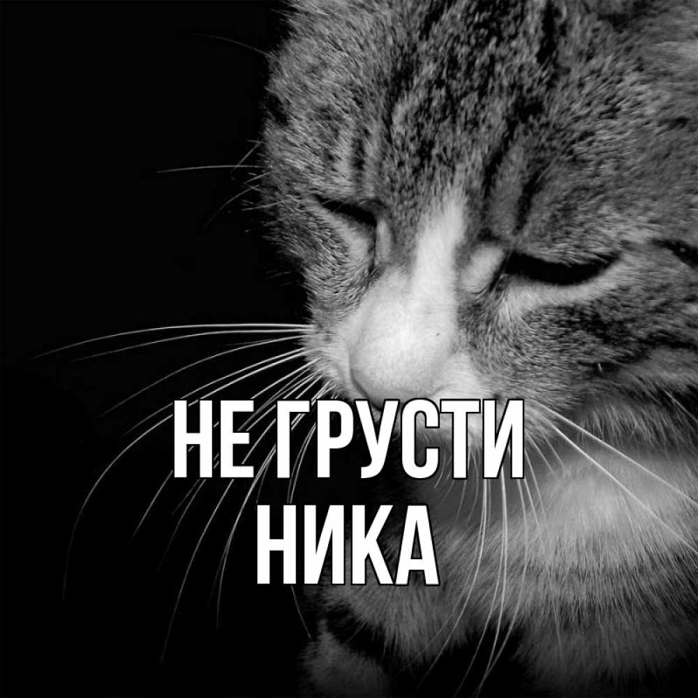 Открытка на каждый день с именем, Ника Не грусти грустный котик Прикольная открытка с пожеланием онлайн скачать бесплатно 