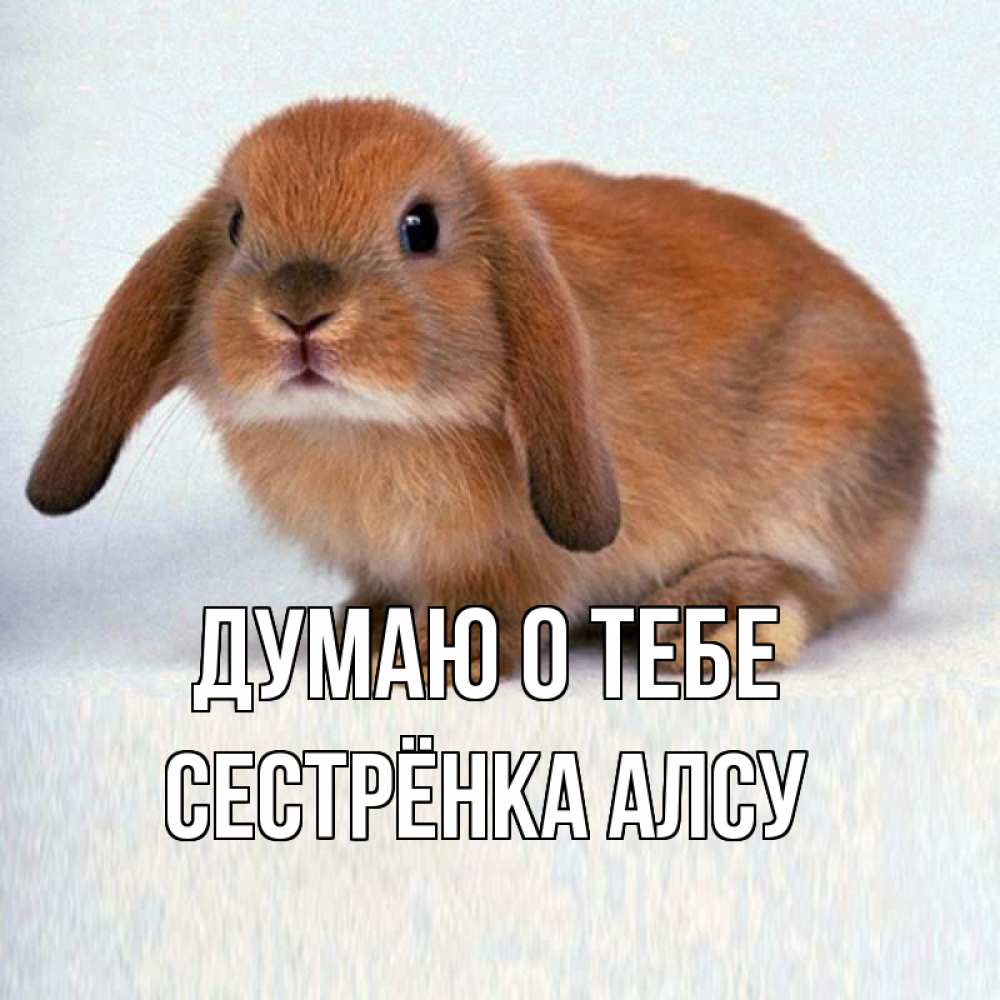 Открытка на каждый день с именем, Сестрёнка-Алсу Думаю о тебе кроль коричневый Прикольная открытка с пожеланием онлайн скачать бесплатно 