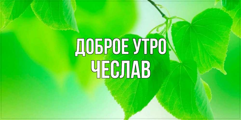 Открытка на каждый день с именем, Чеслав Доброе утро доброе утро с березовыми листьями Прикольная открытка с пожеланием онлайн скачать бесплатно 