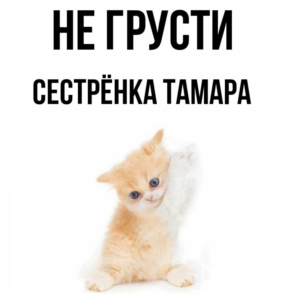 Открытка на каждый день с именем, Сестрёнка-Тамара Не грусти просящий кот Прикольная открытка с пожеланием онлайн скачать бесплатно 
