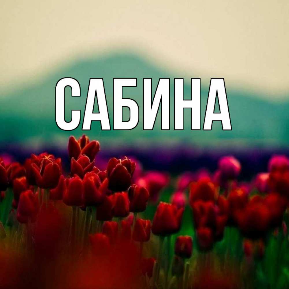Открытка на каждый день с именем, Сабина Главная тюльпаны 4 Прикольная открытка с пожеланием онлайн скачать бесплатно 