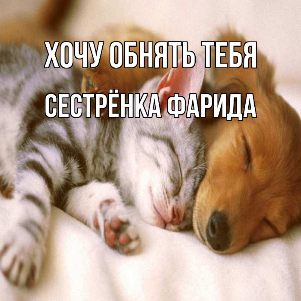 Открытка на каждый день с именем, Сестрёнка-Фарида Хочу обнять тебя пес и котенок Прикольная открытка с пожеланием онлайн скачать бесплатно 