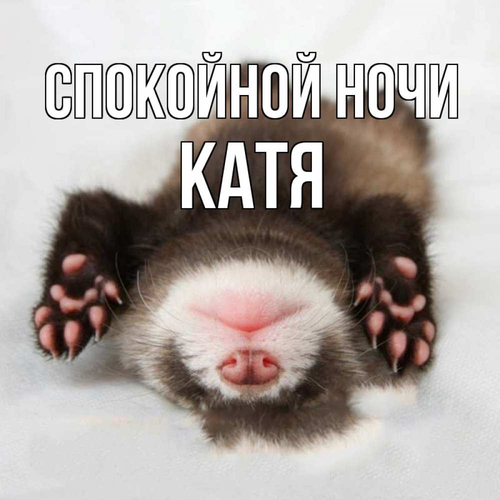 Открытка на каждый день с именем, КАТЯ Спокойной ночи зверек Прикольная открытка с пожеланием онлайн скачать бесплатно 