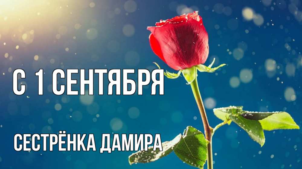Открытка на каждый день с именем, Сестрёнка-Дамира С 1 сентября с днем знаний Прикольная открытка с пожеланием онлайн скачать бесплатно 