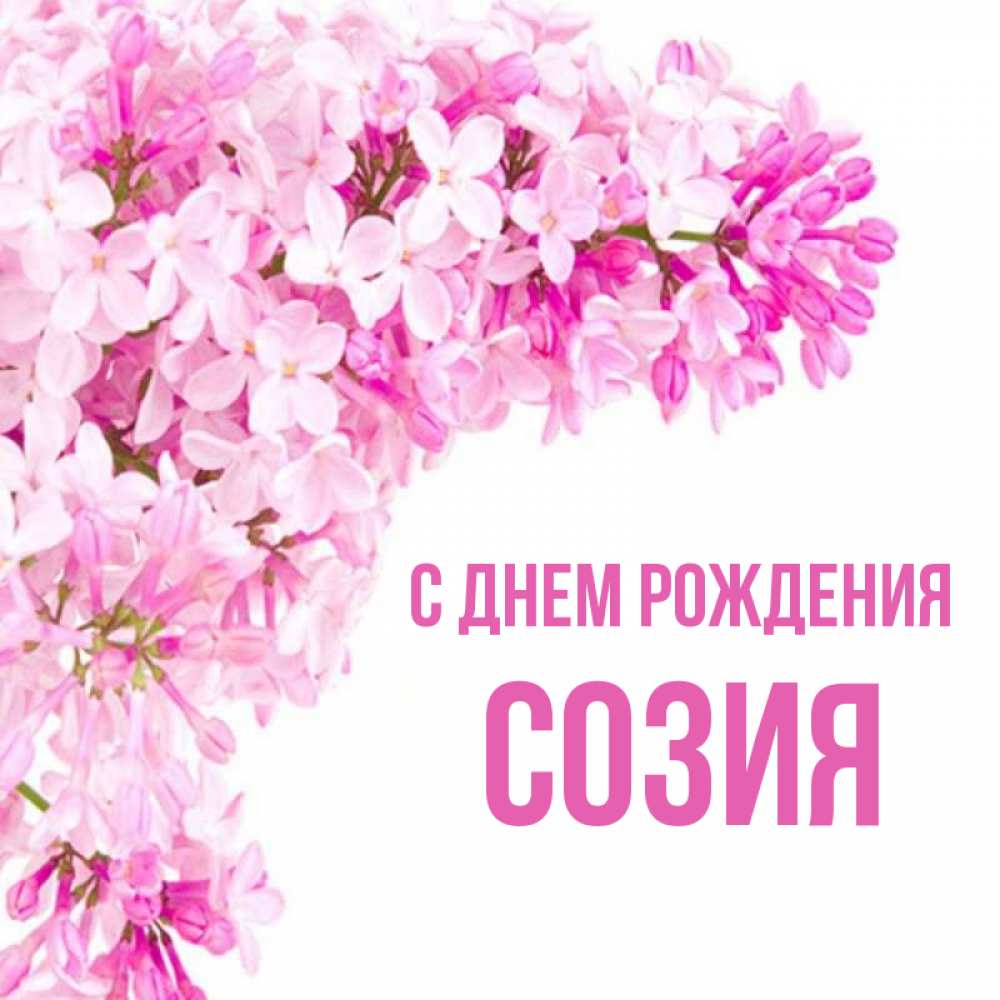 Открытка на каждый день с именем, Созия С днем рождения Сирень на белом фоне Прикольная открытка с пожеланием онлайн скачать бесплатно 