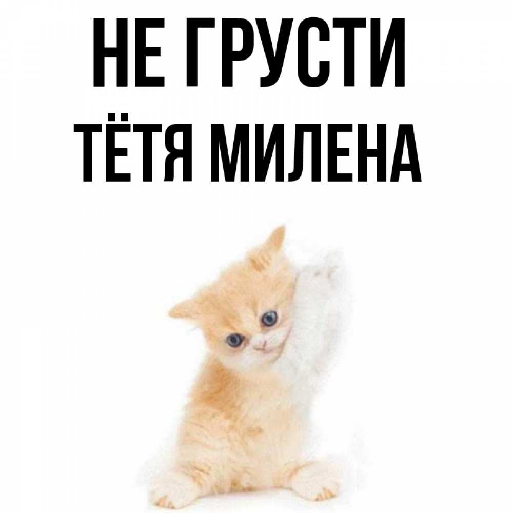 Открытка на каждый день с именем, Тётя-Милена Не грусти просящий кот Прикольная открытка с пожеланием онлайн скачать бесплатно 