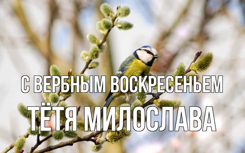 Открытка на каждый день с именем, Тётя-Милослава С вербным воскресеньем верба Прикольная открытка с пожеланием онлайн скачать бесплатно 