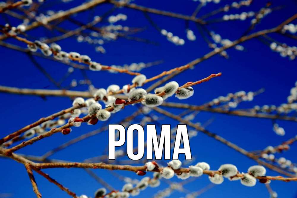 Открытка на каждый день с именем, Рома Главная верба Прикольная открытка с пожеланием онлайн скачать бесплатно 