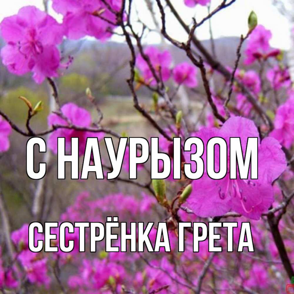 Открытка на каждый день с именем, Сестрёнка-Грета С наурызом праздник весны наурыз Прикольная открытка с пожеланием онлайн скачать бесплатно 
