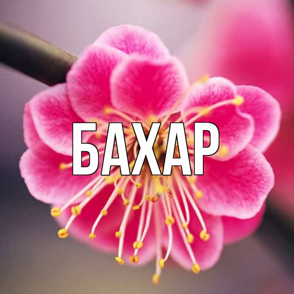 Картинка  с именем , Бахар