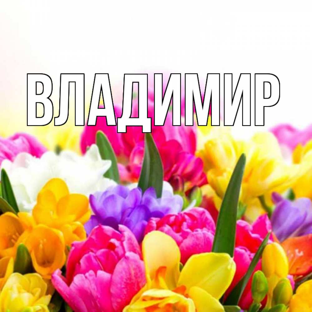 Открытка на каждый день с именем, Владимир Главная тюльпаны Прикольная открытка с пожеланием онлайн скачать бесплатно 