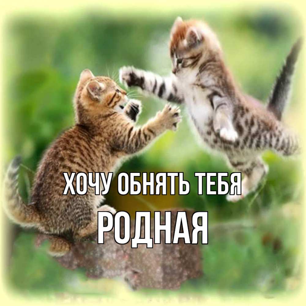 Открытка на каждый день с именем, Родная Хочу обнять тебя игры котят Прикольная открытка с пожеланием онлайн скачать бесплатно 