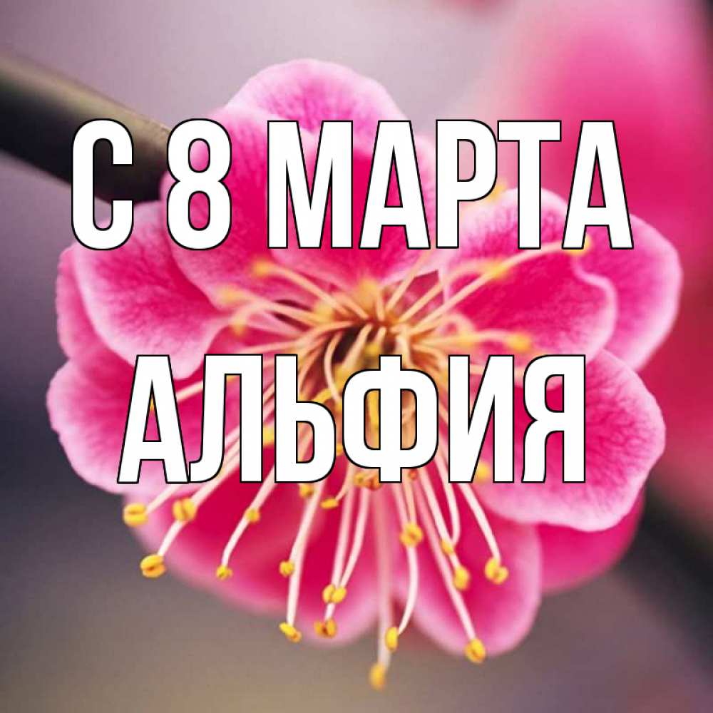 Открытка на каждый день с именем, Альфия С 8 МАРТА цветы Прикольная открытка с пожеланием онлайн скачать бесплатно 