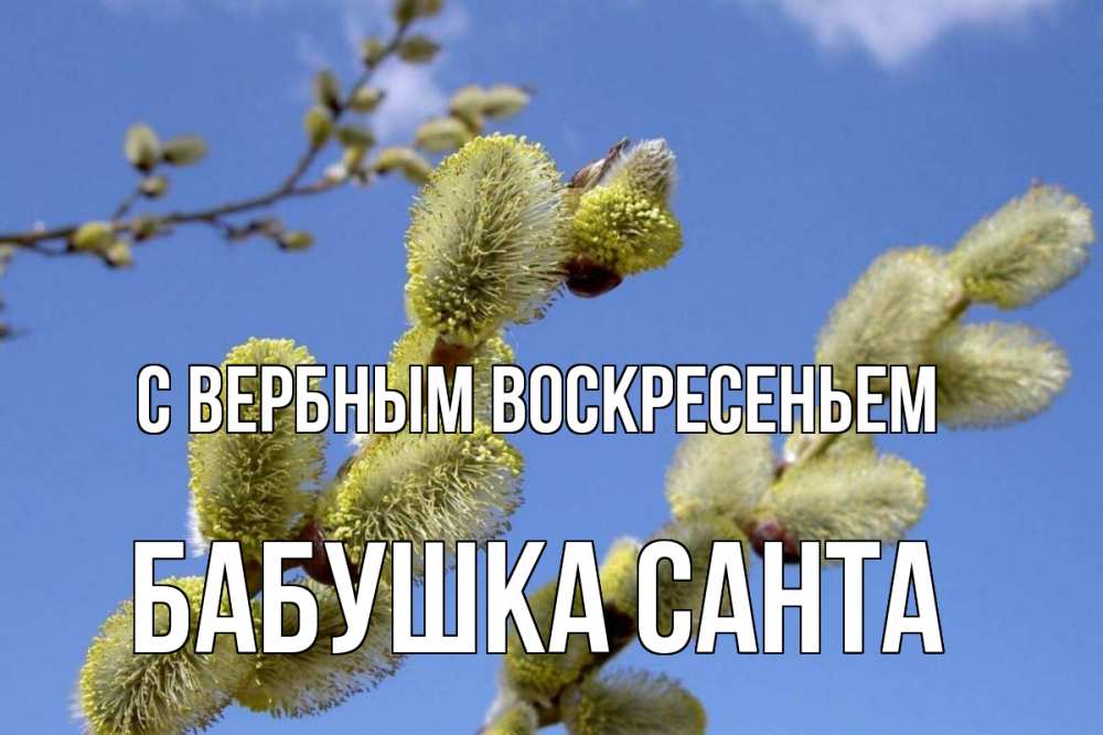 Открытка на каждый день с именем, Бабушка-Санта С вербным воскресеньем верба Прикольная открытка с пожеланием онлайн скачать бесплатно 