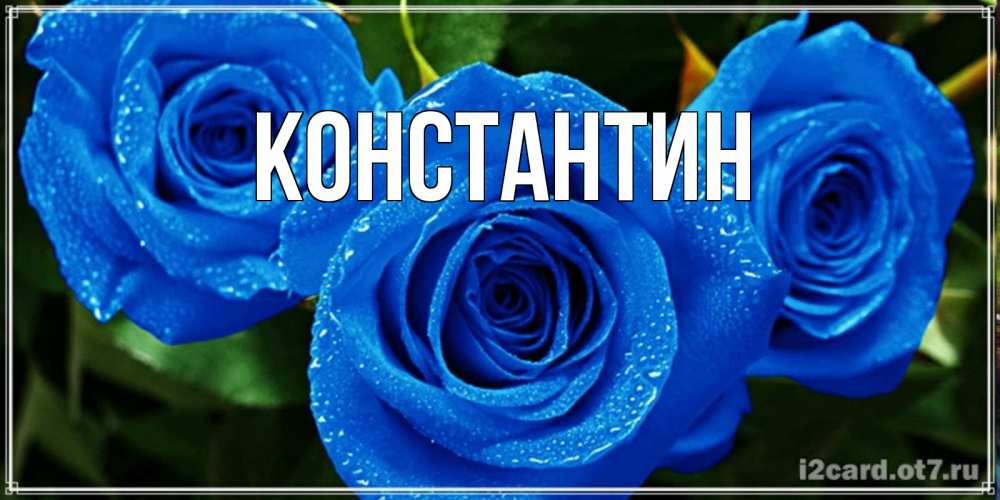 Открытка на каждый день с именем, Константин Главная розы с синим цветом Прикольная открытка с пожеланием онлайн скачать бесплатно 