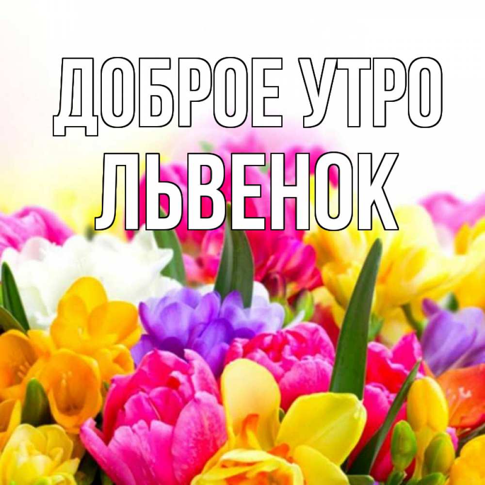 Открытка на каждый день с именем, Львенок Доброе утро создать открытку со свое подписью Прикольная открытка с пожеланием онлайн скачать бесплатно 