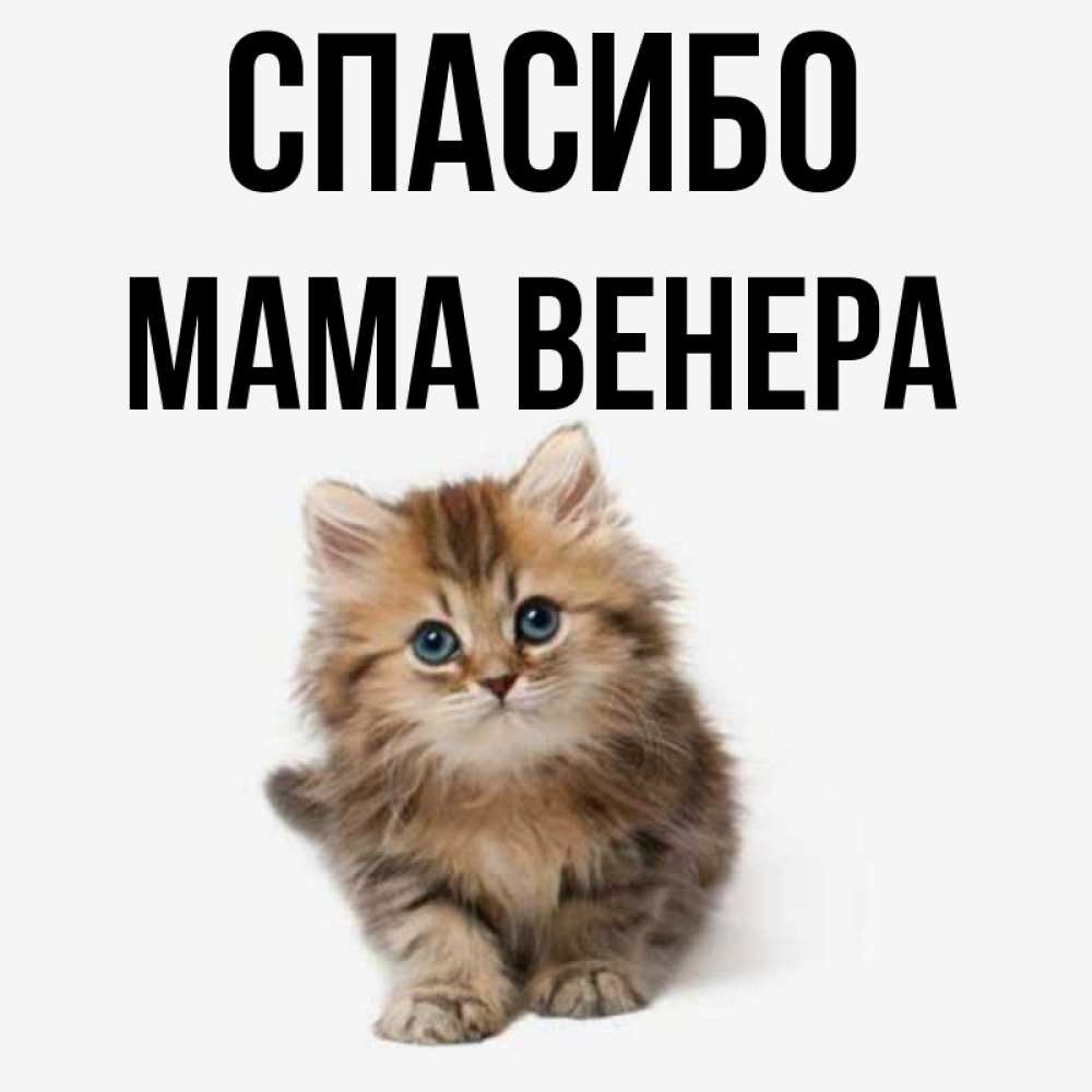 Открытка на каждый день с именем, Мама-Венера Спасибо пушистый котик Прикольная открытка с пожеланием онлайн скачать бесплатно 