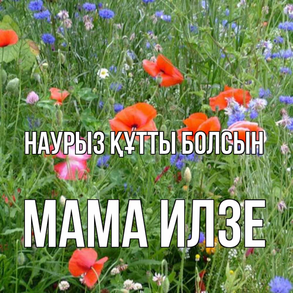 Открытка на каждый день с именем, Мама-Илзе Наурыз құтты болсын наурыз  4 Прикольная открытка с пожеланием онлайн скачать бесплатно 