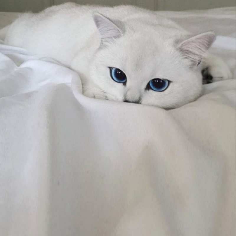 Открытка соскучившийся кот  я очень по тебе скучаю и тоскую  Думаю о тебе 