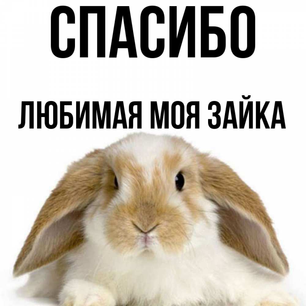 Зайка моя любимая картинки