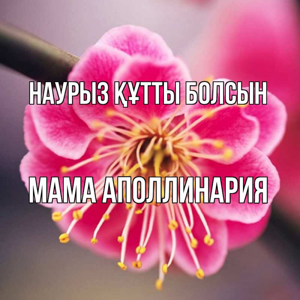 Открытка на каждый день с именем, Мама-Аполлинария Наурыз құтты болсын цветы Прикольная открытка с пожеланием онлайн скачать бесплатно 