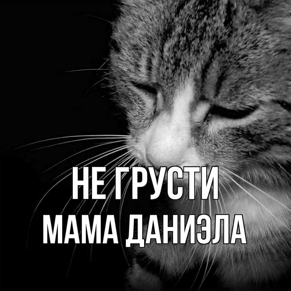 Открытка на каждый день с именем, Мама-Даниэла Не грусти грустный котик Прикольная открытка с пожеланием онлайн скачать бесплатно 