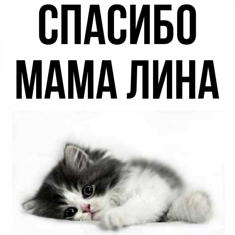 Открытка на каждый день с именем, Мама-Лина Спасибо черный и белый кот Прикольная открытка с пожеланием онлайн скачать бесплатно 