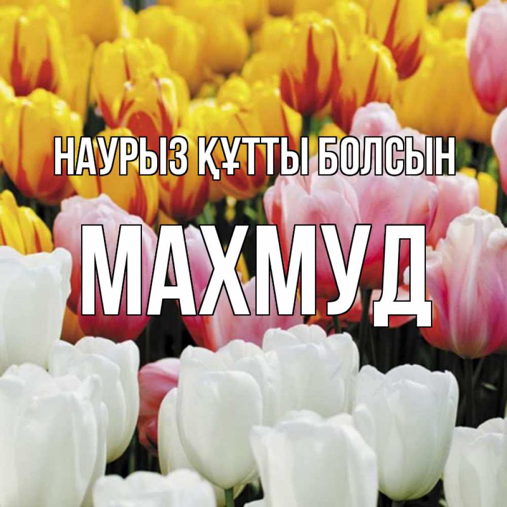 Открытка на каждый день с именем, Махмуд Наурыз құтты болсын разноцветные цветы Прикольная открытка с пожеланием онлайн скачать бесплатно 