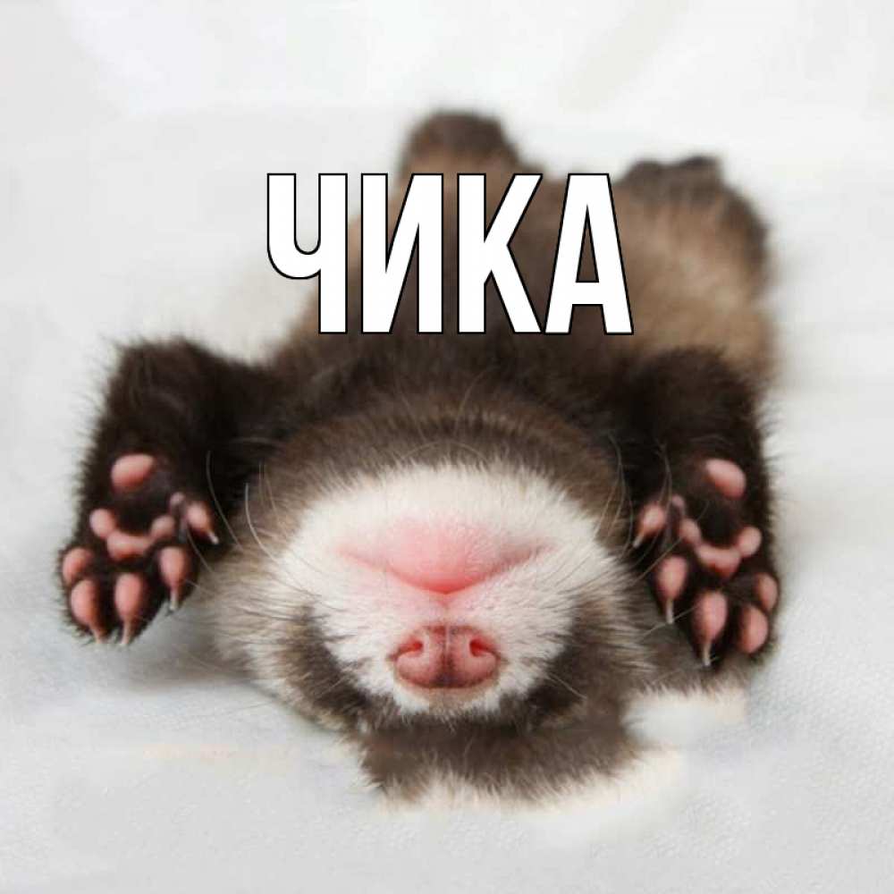 Открытка на каждый день с именем, Чика Главная зверек Прикольная открытка с пожеланием онлайн скачать бесплатно 