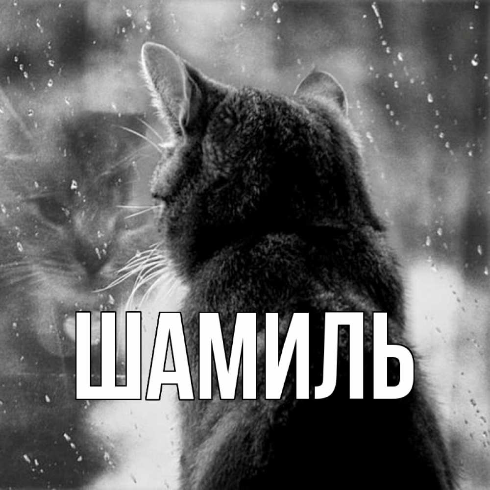 Открытка на каждый день с именем, Шамиль Главная скорее ко мне приходи 1 Прикольная открытка с пожеланием онлайн скачать бесплатно 