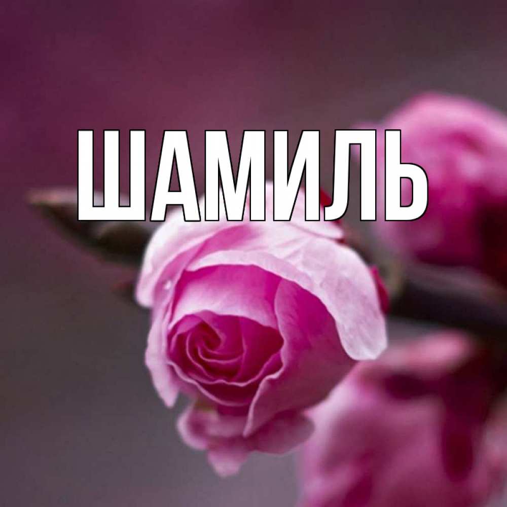 Открытка на каждый день с именем, Шамиль Главная весна Прикольная открытка с пожеланием онлайн скачать бесплатно 