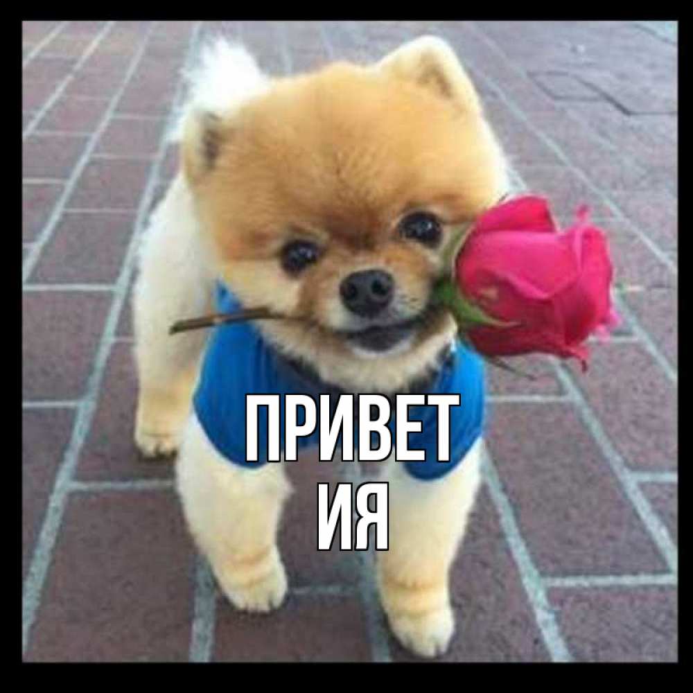 Открытка на каждый день с именем, Ия Привет роза в зубах у собаки Прикольная открытка с пожеланием онлайн скачать бесплатно 