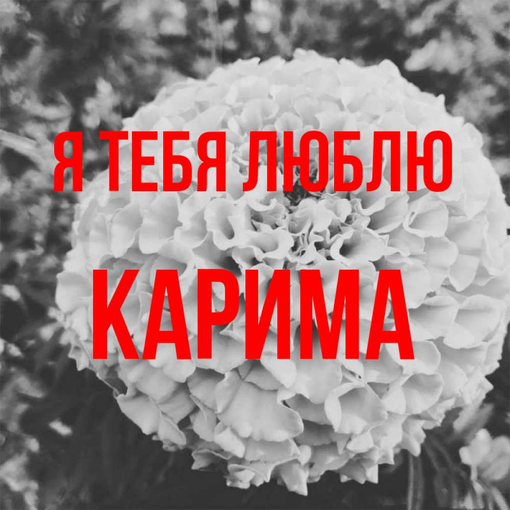 Открытка на каждый день с именем, Карима Я тебя люблю подпись Прикольная открытка с пожеланием онлайн скачать бесплатно 