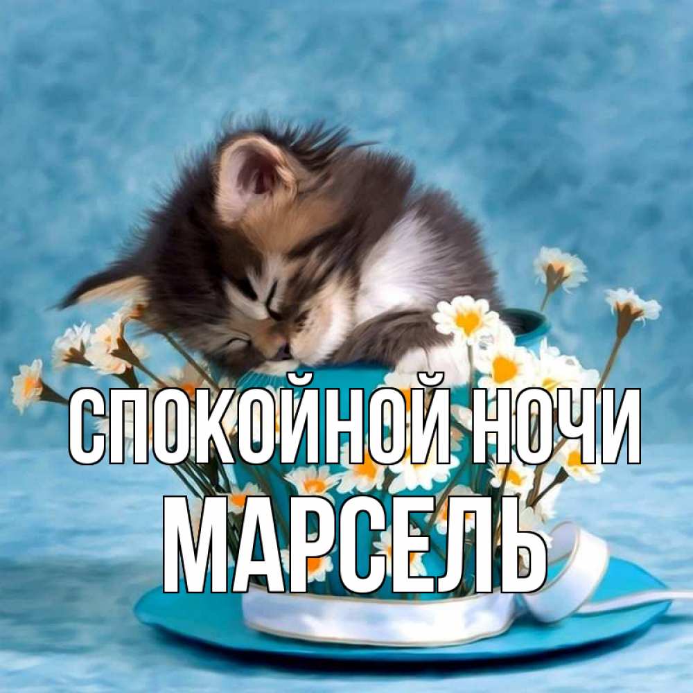 Открытка на каждый день с именем, Марсель Спокойной ночи котенок спит в кружке с блюдцем Прикольная открытка с пожеланием онлайн скачать бесплатно 