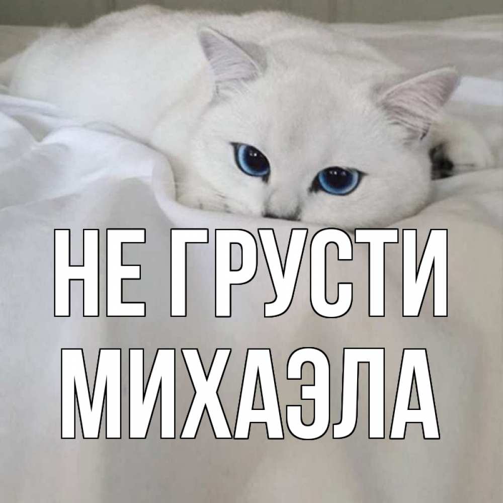 Открытка на каждый день с именем, Михаэла Не грусти белый кот с голубыми глазами на белоснежной кровати Прикольная открытка с пожеланием онлайн скачать бесплатно 