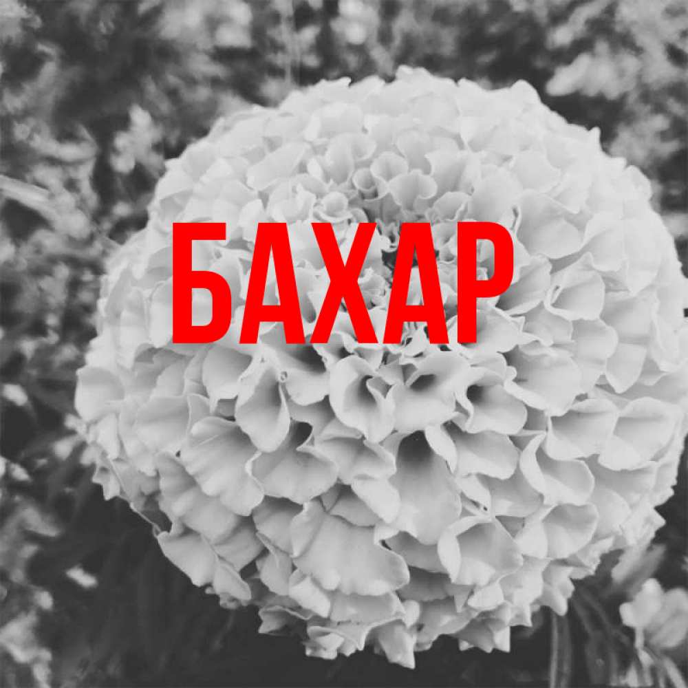 Открытка на каждый день с именем, Бахар Главная подпись Прикольная открытка с пожеланием онлайн скачать бесплатно 