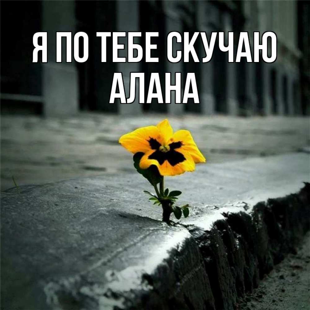 Открытка на каждый день с именем, Алана Я по тебе скучаю надеюсь будет лучше Прикольная открытка с пожеланием онлайн скачать бесплатно 