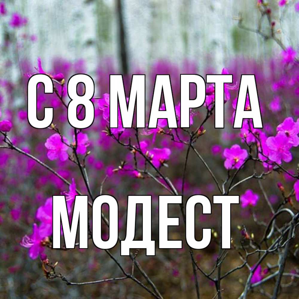 Картинка С 8 МАРТА, Модест